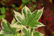 - Liquidambar styraciflua 'Silver King' Variegated Sweet Gum - Mr Maple │ Buy Japanese Maple Trees