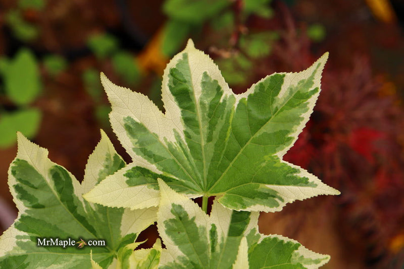 - Liquidambar styraciflua 'Silver King' Variegated Sweet Gum - Mr Maple │ Buy Japanese Maple Trees