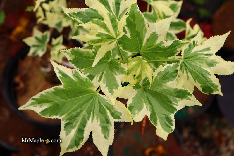 - Liquidambar styraciflua 'Silver King' Variegated Sweet Gum - Mr Maple │ Buy Japanese Maple Trees