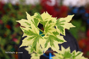 - Liquidambar styraciflua 'Silver King' Variegated Sweet Gum - Mr Maple │ Buy Japanese Maple Trees