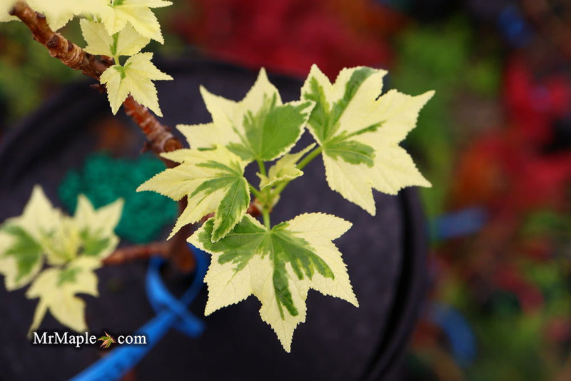 - Liquidambar styraciflua 'Silver King' Variegated Sweet Gum - Mr Maple │ Buy Japanese Maple Trees