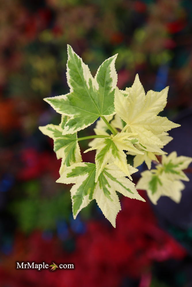 - Liquidambar styraciflua 'Silver King' Variegated Sweet Gum - Mr Maple │ Buy Japanese Maple Trees
