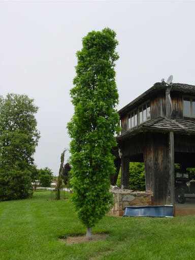- Liquidambar styraciflua 'Slender Silhouette' Columnar Sweet Gum - Mr Maple │ Buy Japanese Maple Trees