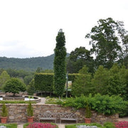 - Liquidambar styraciflua 'Slender Silhouette' Columnar Sweet Gum - Mr Maple │ Buy Japanese Maple Trees