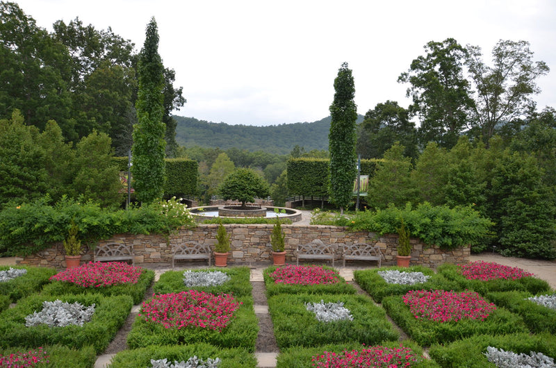 - Liquidambar styraciflua 'Slender Silhouette' Columnar Sweet Gum - Mr Maple │ Buy Japanese Maple Trees