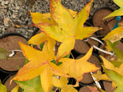 - Liquidambar styraciflua 'Slender Silhouette' Columnar Sweet Gum - Mr Maple │ Buy Japanese Maple Trees
