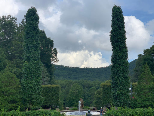 - Liquidambar styraciflua 'Slender Silhouette' Columnar Sweet Gum - Mr Maple │ Buy Japanese Maple Trees