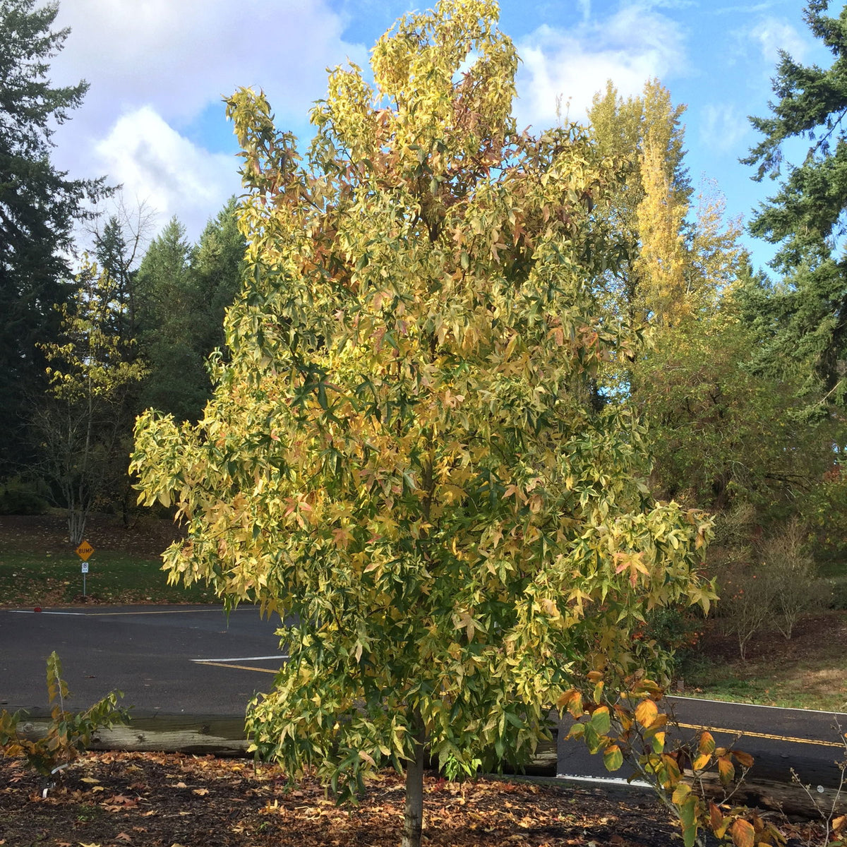 Buy Liquidambar styraciflua 'Variegata' Variegated Sweet Gum — Mr Maple │  Buy Japanese Maple Trees