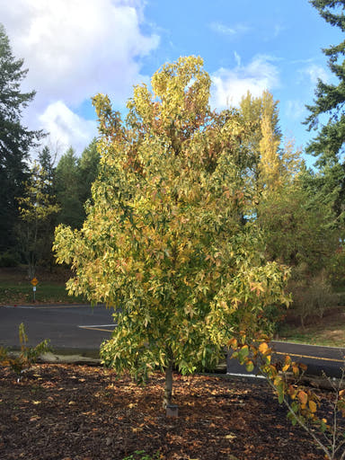 - Liquidambar styraciflua 'Variegata' Variegated Sweet Gum - Mr Maple │ Buy Japanese Maple Trees