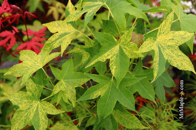 - Liquidambar styraciflua 'Variegata' Variegated Sweet Gum - Mr Maple │ Buy Japanese Maple Trees