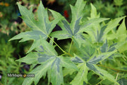 - Liquidambar styraciflua 'Variegated Worplesdon' Sweet Gum - Mr Maple │ Buy Japanese Maple Trees