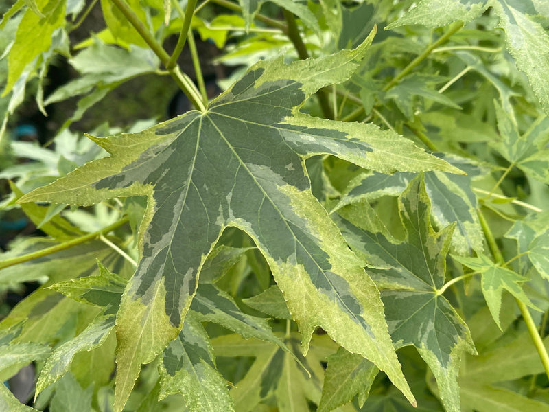- Liquidambar styraciflua 'Variegated Worplesdon' Sweet Gum - Mr Maple │ Buy Japanese Maple Trees