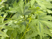 - Liquidambar styraciflua 'Variegated Worplesdon' Sweet Gum - Mr Maple │ Buy Japanese Maple Trees