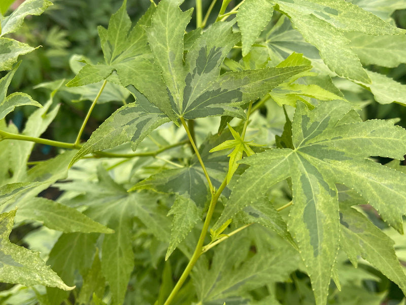- Liquidambar styraciflua 'Variegated Worplesdon' Sweet Gum - Mr Maple │ Buy Japanese Maple Trees