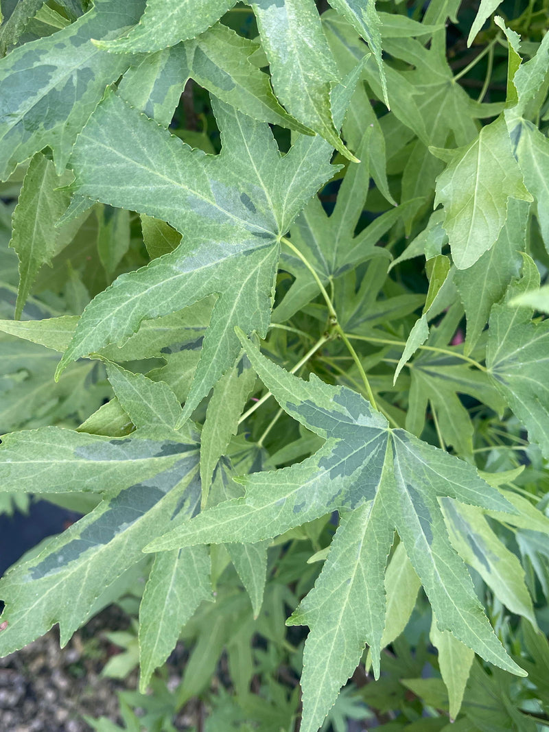 - Liquidambar styraciflua 'Variegated Worplesdon' Sweet Gum - Mr Maple │ Buy Japanese Maple Trees