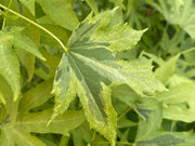 - Liquidambar styraciflua 'Variegated Worplesdon' Sweet Gum - Mr Maple │ Buy Japanese Maple Trees