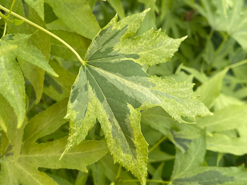 - Liquidambar styraciflua 'Variegated Worplesdon' Sweet Gum - Mr Maple │ Buy Japanese Maple Trees