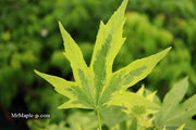 - Liquidambar styraciflua 'Variegated Worplesdon' Sweet Gum - Mr Maple │ Buy Japanese Maple Trees
