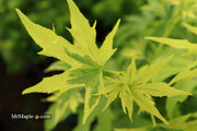 - Liquidambar styraciflua 'Variegated Worplesdon' Sweet Gum - Mr Maple │ Buy Japanese Maple Trees