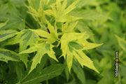 - Liquidambar styraciflua 'Variegated Worplesdon' Sweet Gum - Mr Maple │ Buy Japanese Maple Trees