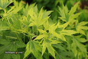 - Liquidambar styraciflua 'Variegated Worplesdon' Sweet Gum - Mr Maple │ Buy Japanese Maple Trees