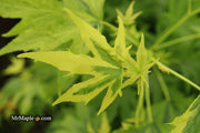 - Liquidambar styraciflua 'Variegated Worplesdon' Sweet Gum - Mr Maple │ Buy Japanese Maple Trees