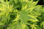 - Liquidambar styraciflua 'Variegated Worplesdon' Sweet Gum - Mr Maple │ Buy Japanese Maple Trees