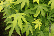 - Liquidambar styraciflua 'Variegated Worplesdon' Sweet Gum - Mr Maple │ Buy Japanese Maple Trees