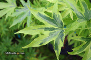 - Liquidambar styraciflua 'Variegated Worplesdon' Sweet Gum - Mr Maple │ Buy Japanese Maple Trees