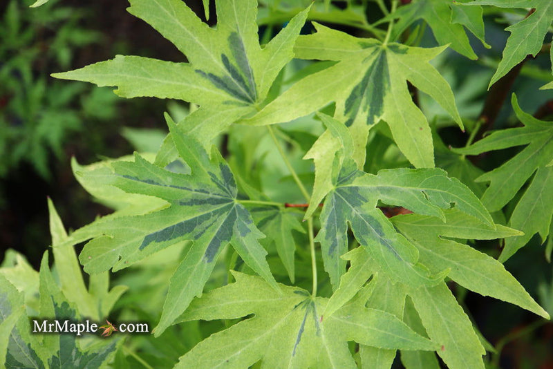 - Liquidambar styraciflua 'Variegated Worplesdon' Sweet Gum - Mr Maple │ Buy Japanese Maple Trees