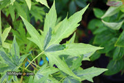 - Liquidambar styraciflua 'Variegated Worplesdon' Sweet Gum - Mr Maple │ Buy Japanese Maple Trees