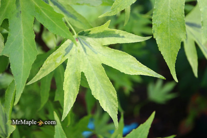 - Liquidambar styraciflua 'Variegated Worplesdon' Sweet Gum - Mr Maple │ Buy Japanese Maple Trees