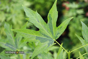 - Liquidambar styraciflua 'Variegated Worplesdon' Sweet Gum - Mr Maple │ Buy Japanese Maple Trees