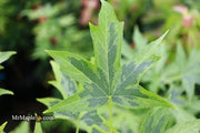 - Liquidambar styraciflua 'Variegated Worplesdon' Sweet Gum - Mr Maple │ Buy Japanese Maple Trees