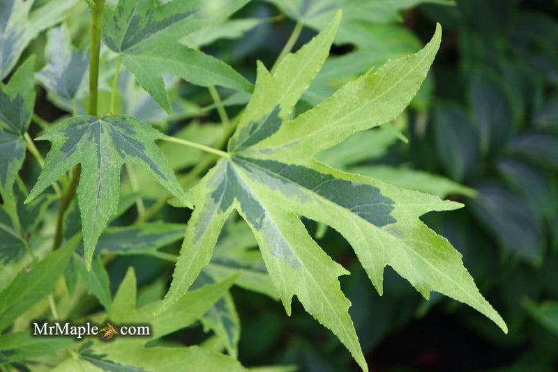 - Liquidambar styraciflua 'Variegated Worplesdon' Sweet Gum - Mr Maple │ Buy Japanese Maple Trees