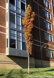 - Liriodendron tulipifera 'Arnold' Columnar Tulip Tree Poplar - Mr Maple │ Buy Japanese Maple Trees