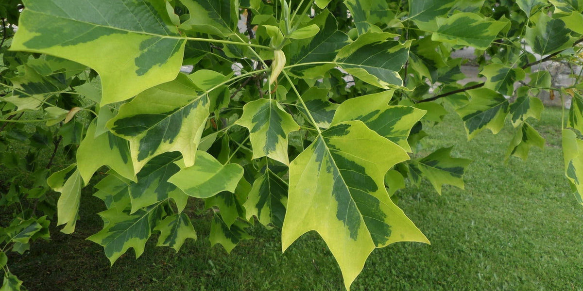 Liriodendron tulipifera 'Aureomarginatum' Tulip Tree Poplar