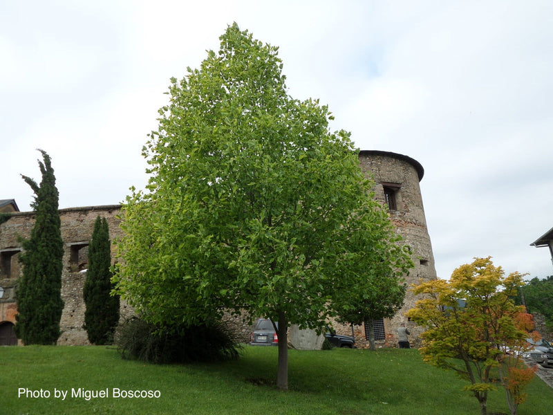 - Liriodendron tulipifera 'Aureomarginatum' Tulip Tree Poplar - Mr Maple │ Buy Japanese Maple Trees