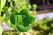 - Liriodendron tulipifera 'Little Volunteer' Tulip Tree Poplar - Mr Maple │ Buy Japanese Maple Trees