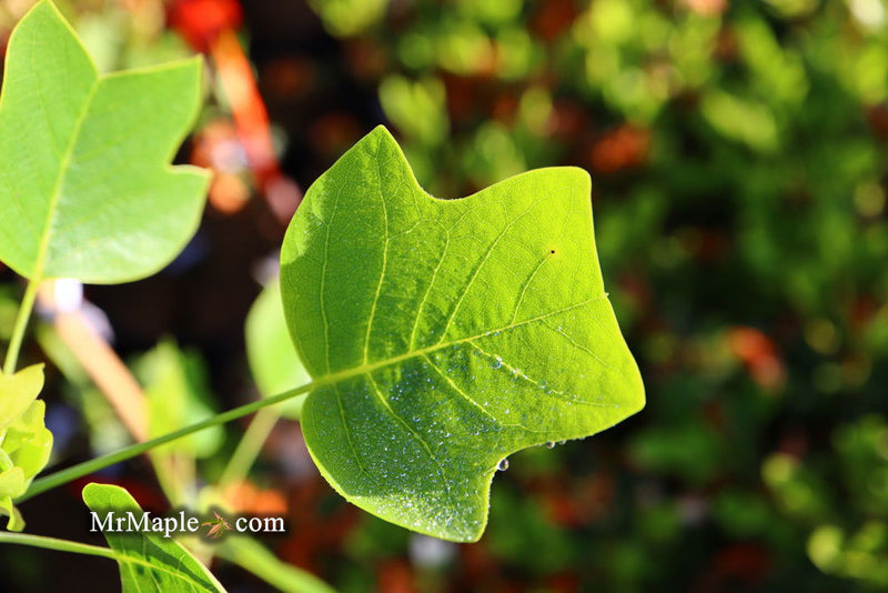 - Liriodendron tulipifera 'Little Volunteer' Tulip Tree Poplar - Mr Maple │ Buy Japanese Maple Trees