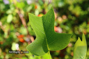 - Liriodendron tulipifera 'Little Volunteer' Tulip Tree Poplar - Mr Maple │ Buy Japanese Maple Trees