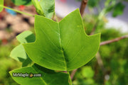 - Liriodendron tulipifera 'Little Volunteer' Tulip Tree Poplar - Mr Maple │ Buy Japanese Maple Trees