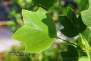 - Liriodendron tulipifera 'Little Volunteer' Tulip Tree Poplar - Mr Maple │ Buy Japanese Maple Trees