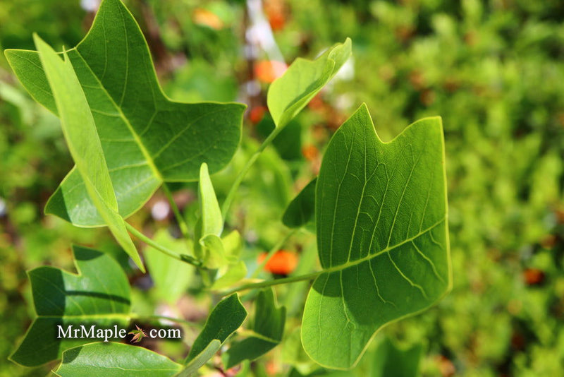 - Liriodendron tulipifera 'Little Volunteer' Tulip Tree Poplar - Mr Maple │ Buy Japanese Maple Trees