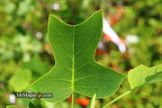 - Liriodendron tulipifera 'Little Volunteer' Tulip Tree Poplar - Mr Maple │ Buy Japanese Maple Trees