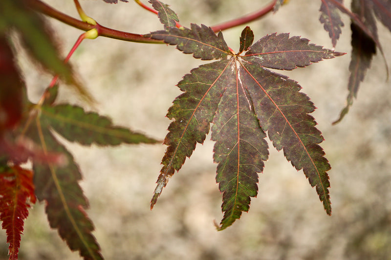 Acer palmatum 'Little Alex' Dwarf Japanese Maple