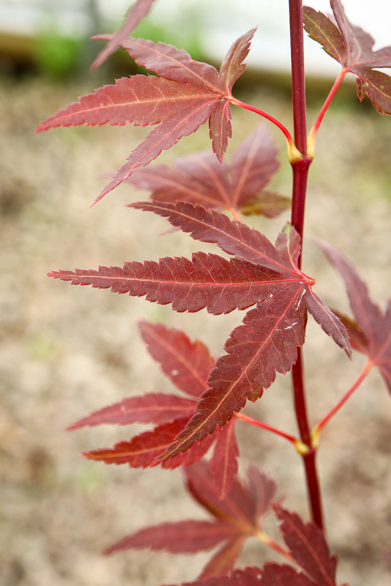 Acer palmatum 'Little Alex' Dwarf Japanese Maple
