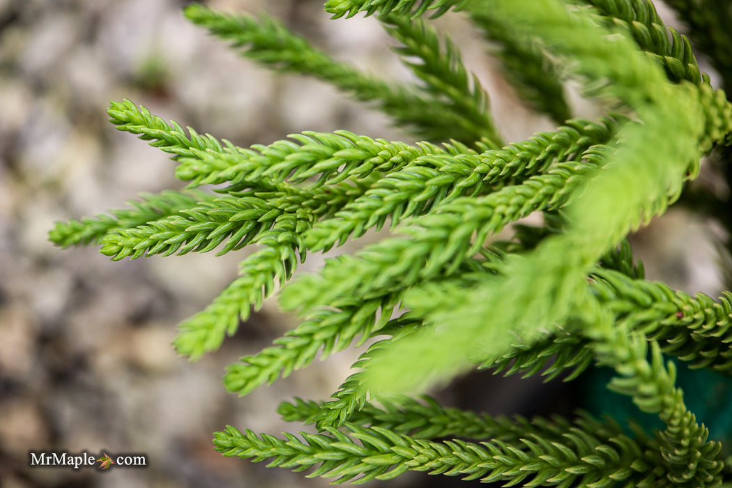 Cryptomeria japonica 'Little Champion' Dwarf Japanese Cedar