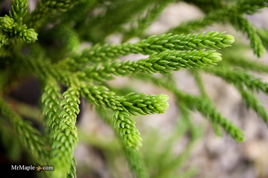 Cryptomeria japonica 'Little Champion' Dwarf Japanese Cedar