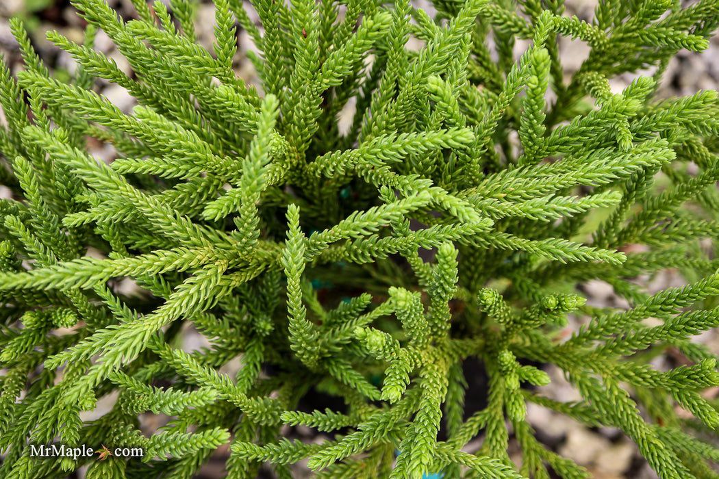 Cryptomeria japonica 'Little Champion' Dwarf Japanese Cedar